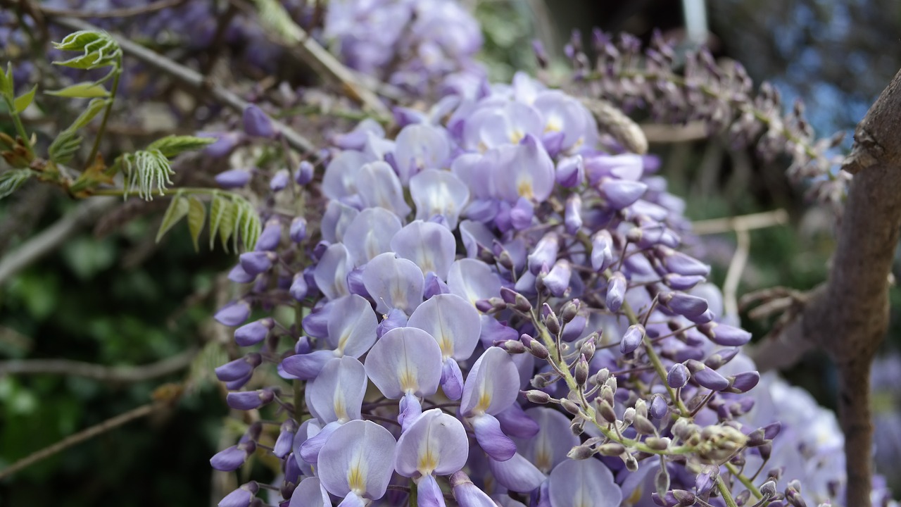 flower  garden  bloom free photo