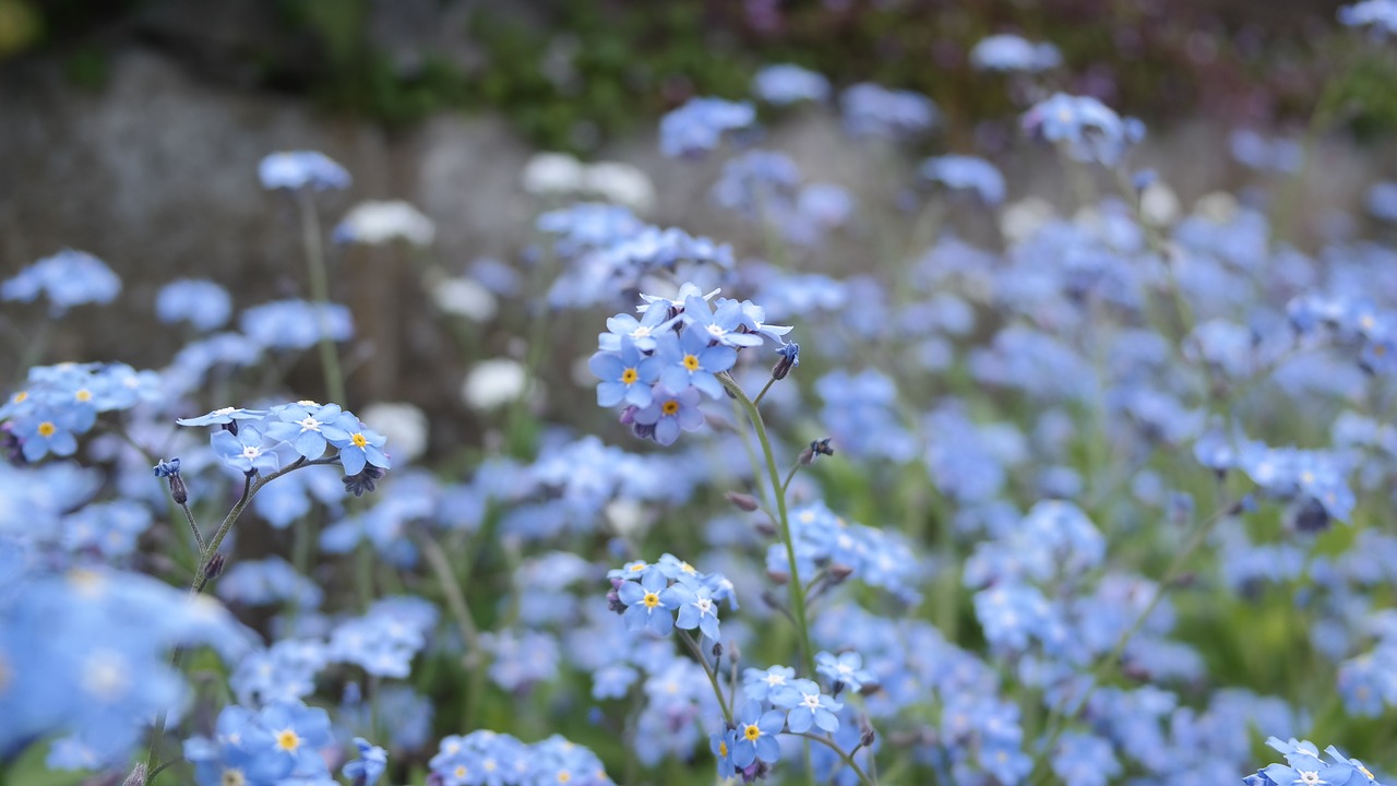 flower  blue  spring free photo