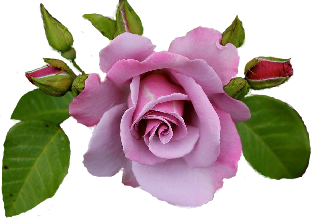 flower  rose  nature free photo