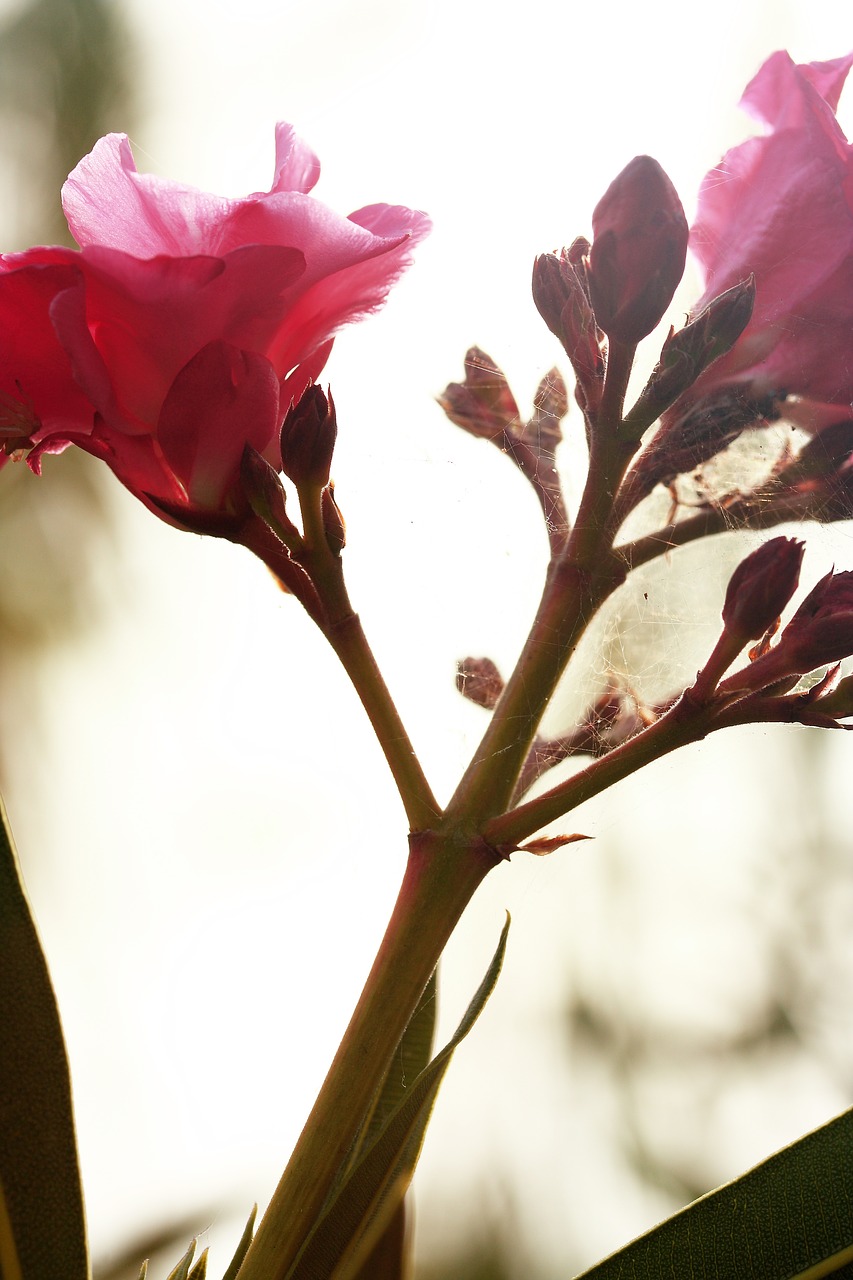 flower  pink  spring free photo