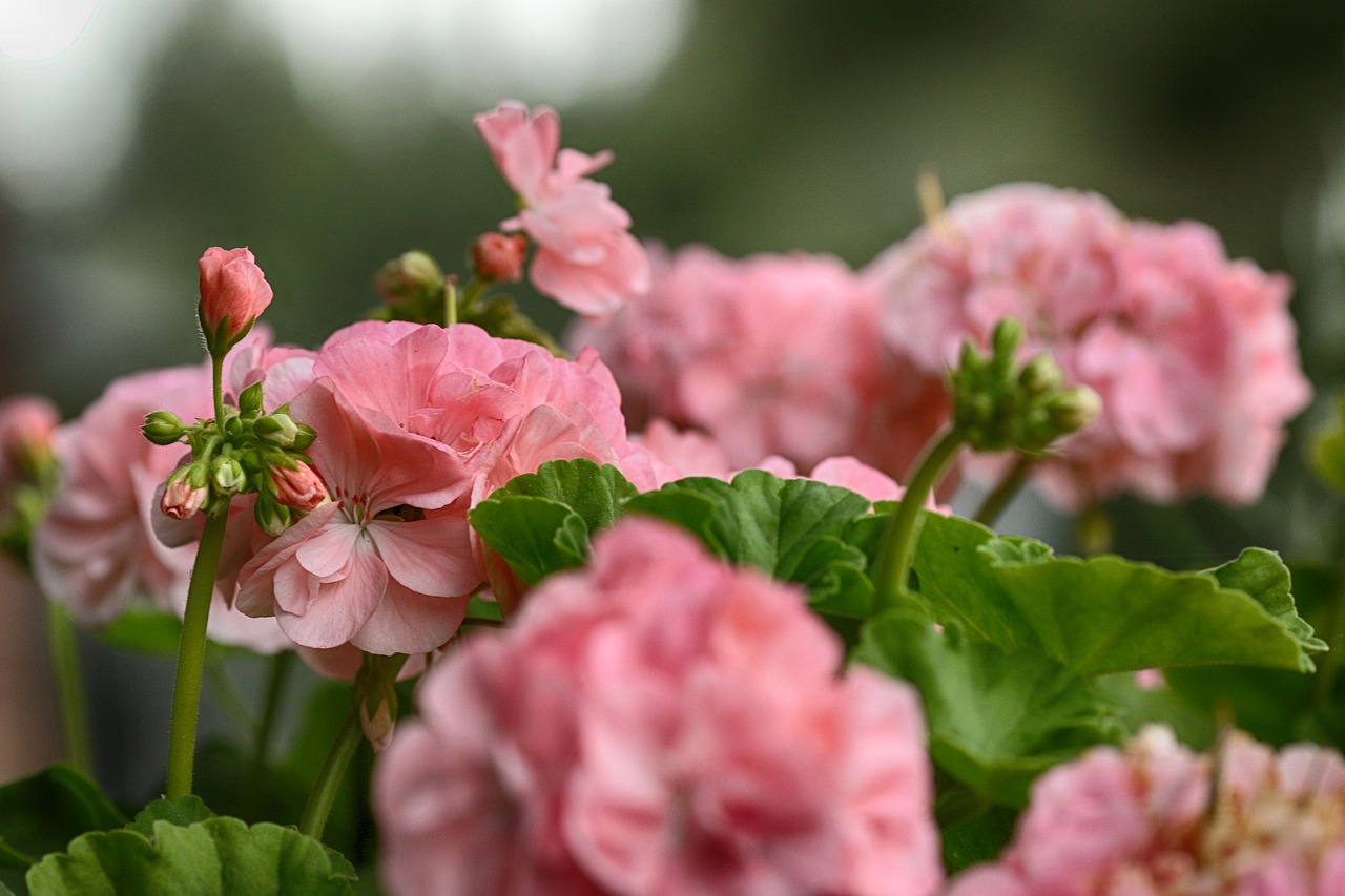 flower  garden flower  blossom free photo