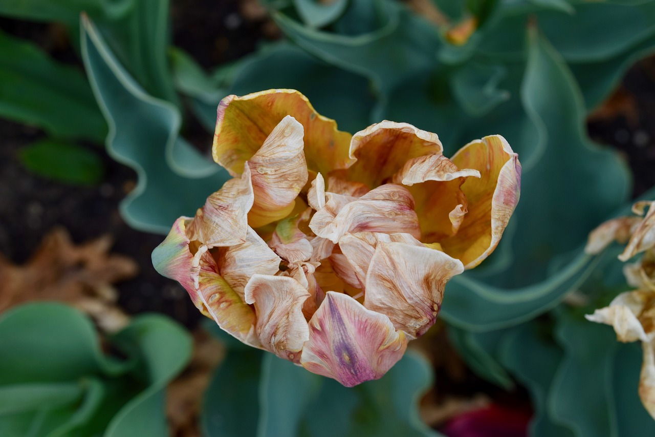 flower  dry  nature free photo