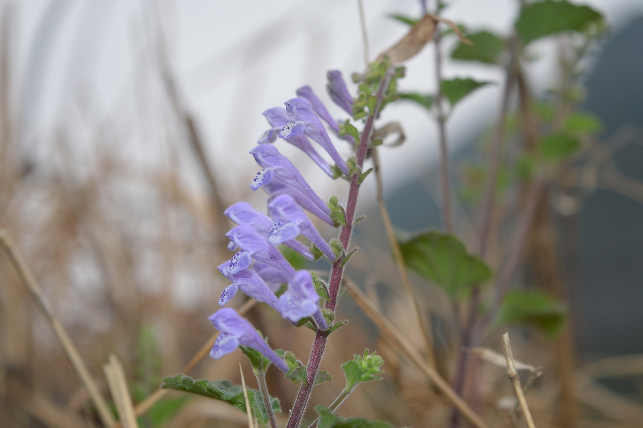 flower  purple  hay free photo