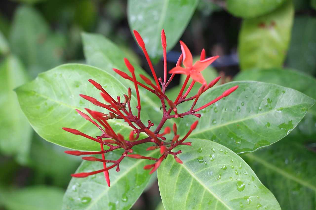 flower  leaf  plant free photo