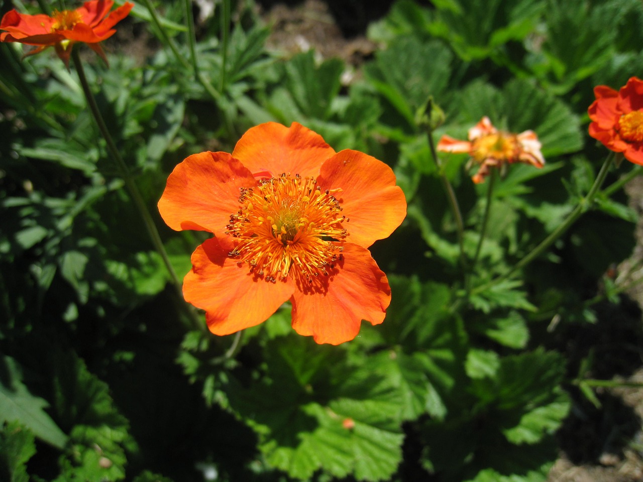 flower orange garden free photo