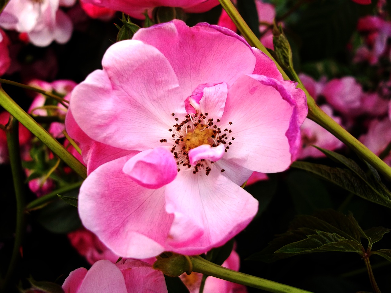 flower  pink  nature free photo