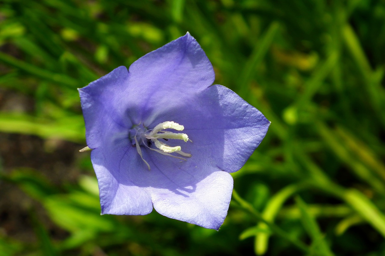 flower  rozwar  blue free photo