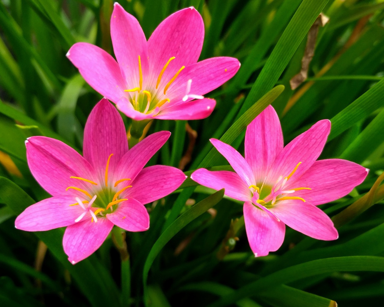 flower  pink  flora free photo