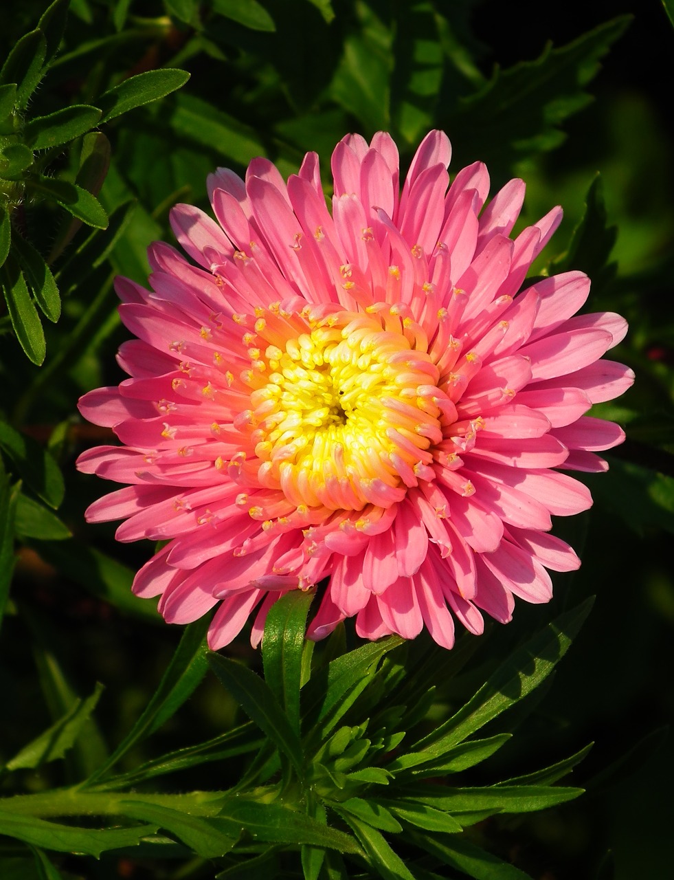 flower  aster  pink free photo