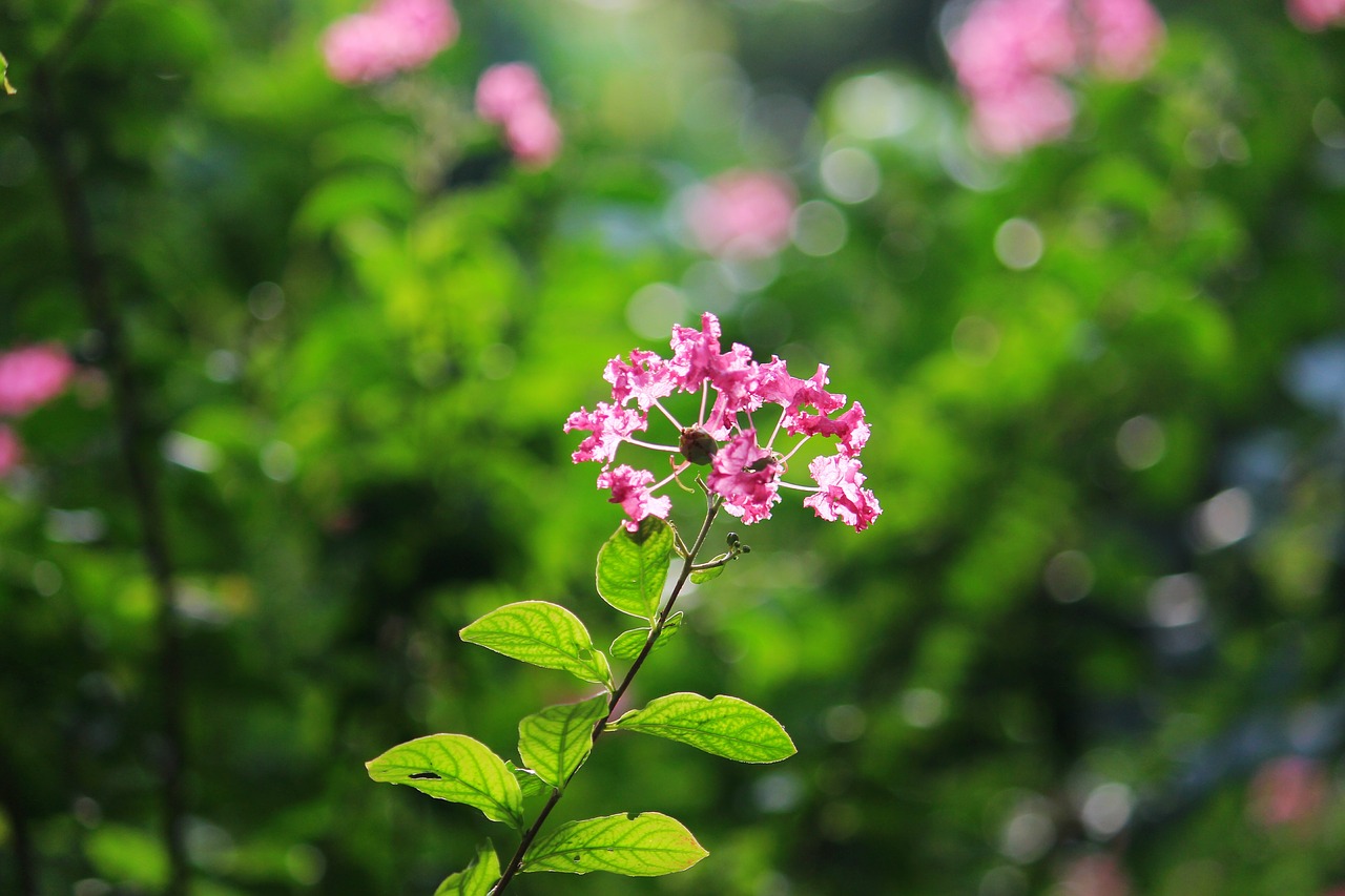 flower  beauty  nature free photo