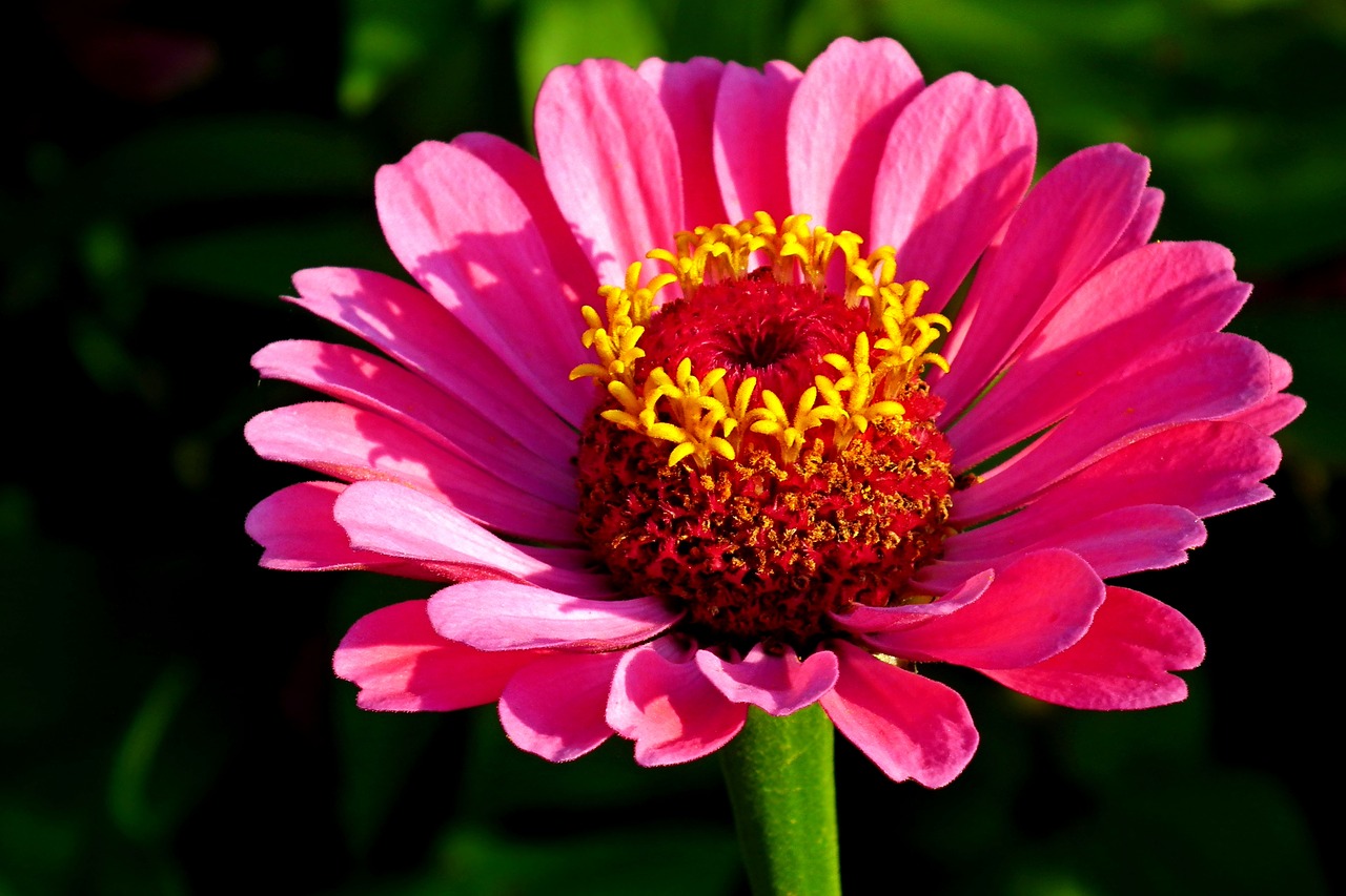 flower  zinnia  summer free photo