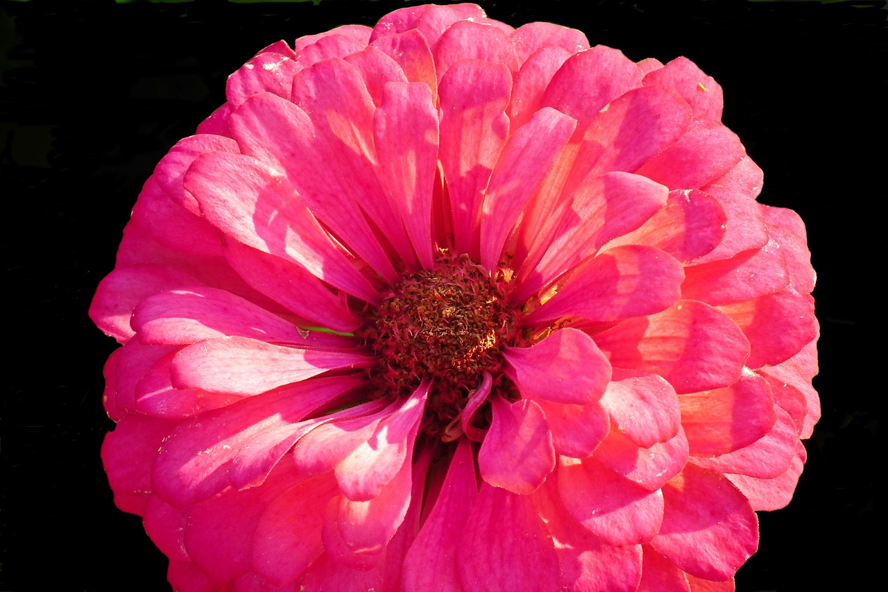 flower  zinnia  summer free photo