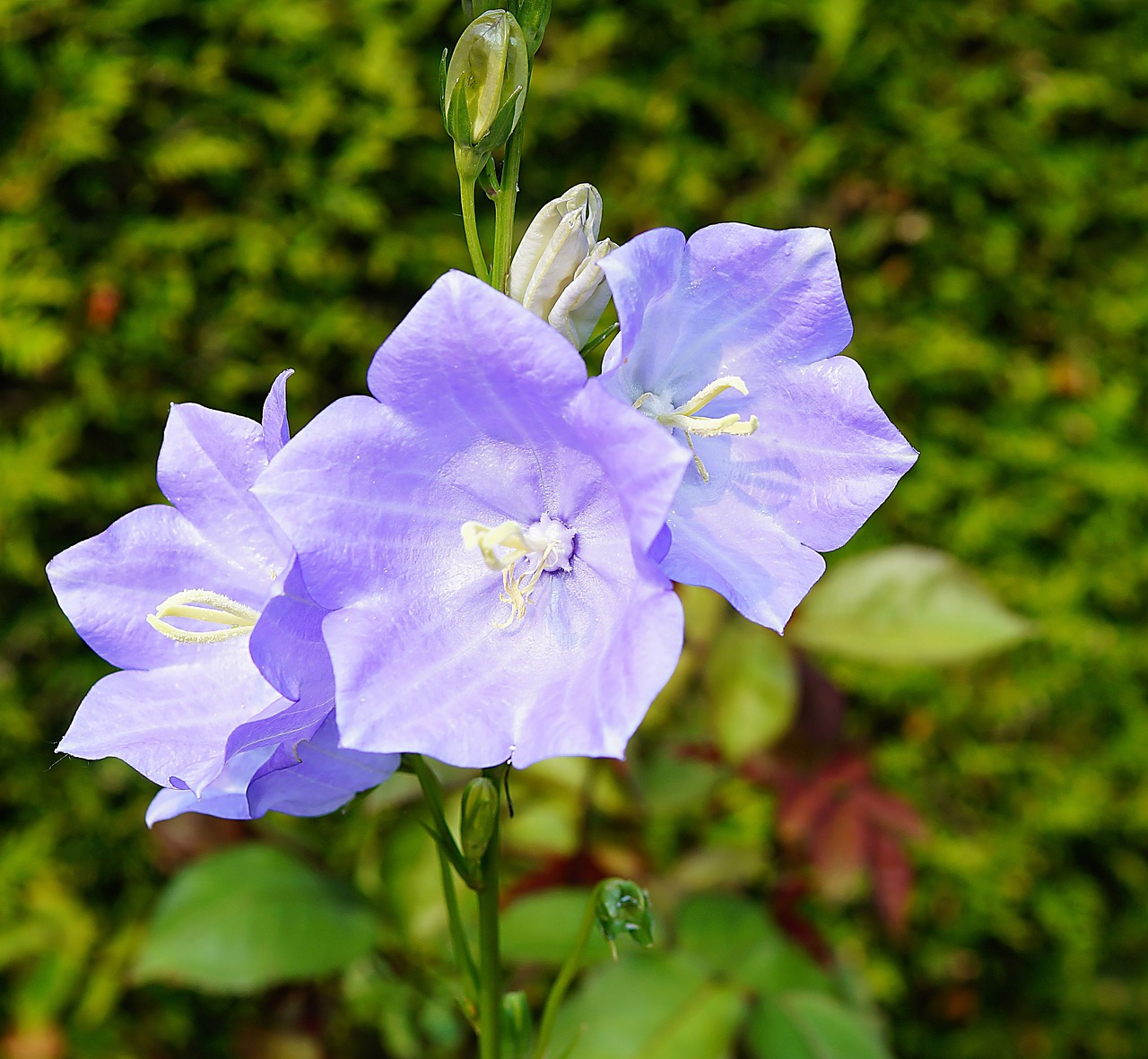 flower blossom bloom free photo