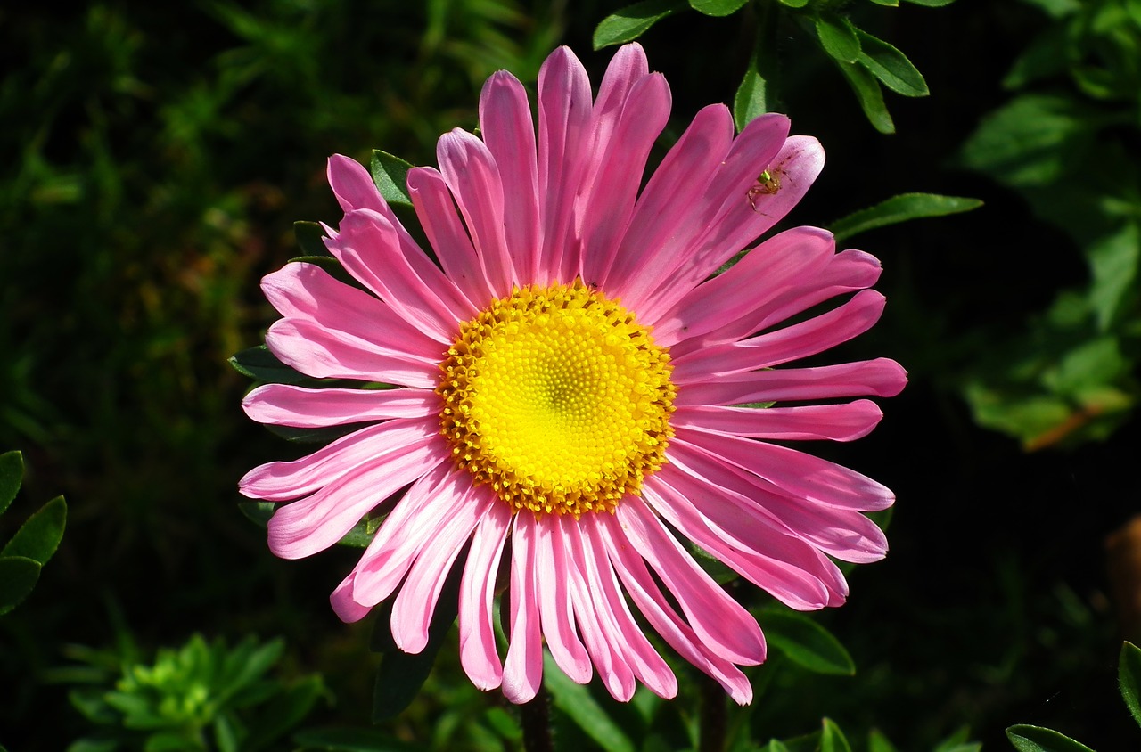 flower  aster  garden free photo