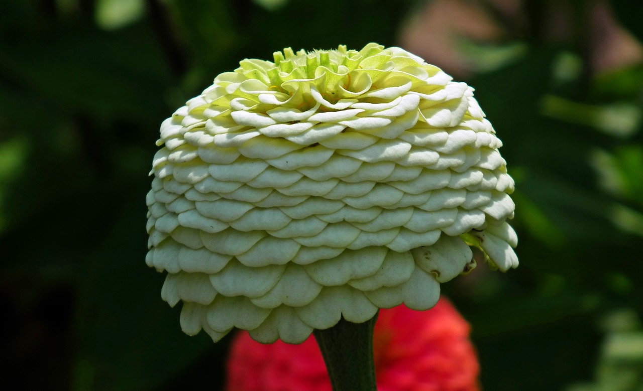 flower  zinnia  white free photo