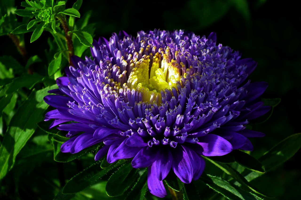 flower  aster  blue free photo