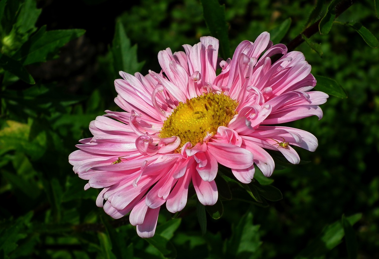 flower  aster  pink free photo