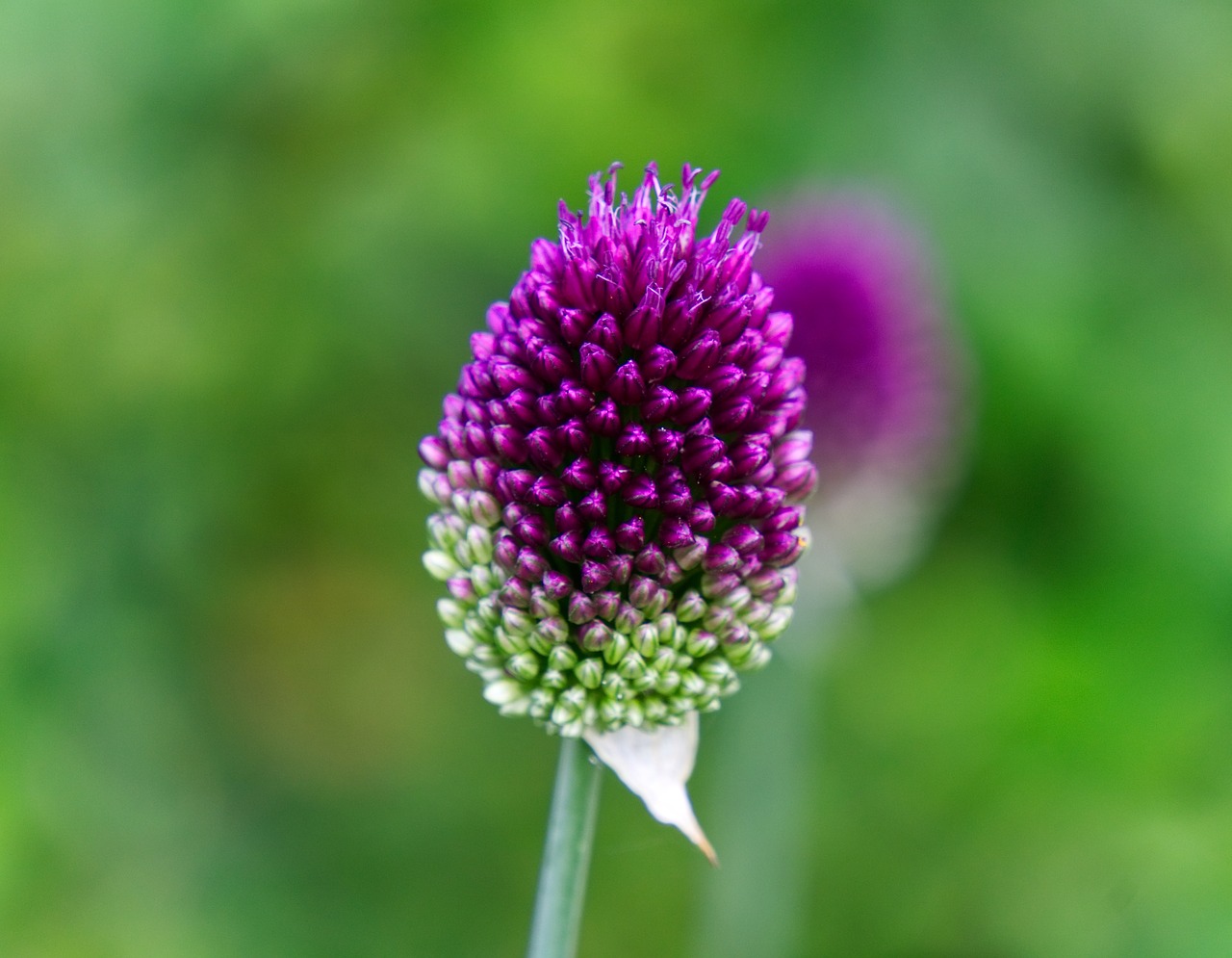 flower  blossom  bloom free photo