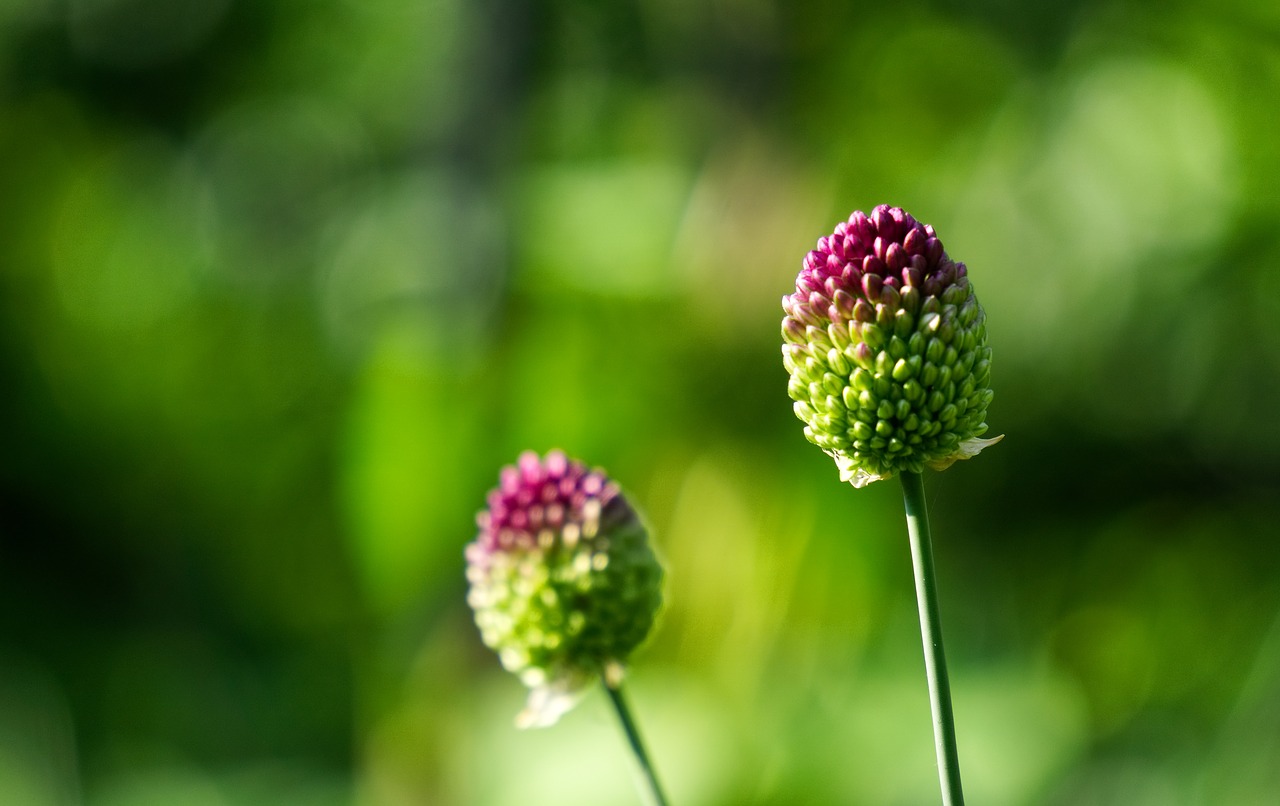 flower  blossom  bloom free photo