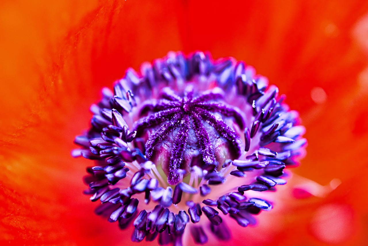 flower  close up  blossom free photo