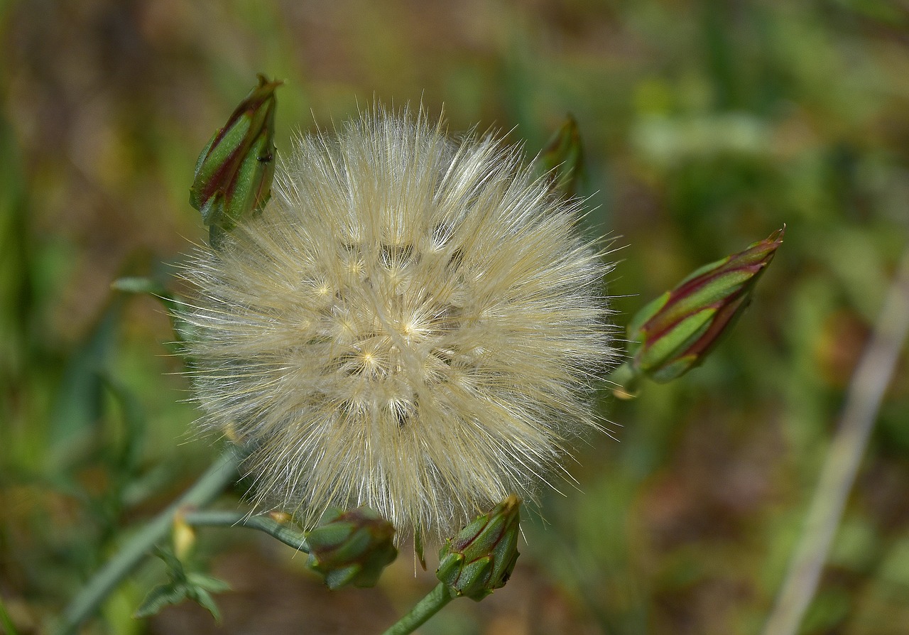 flower  garden  plant free photo