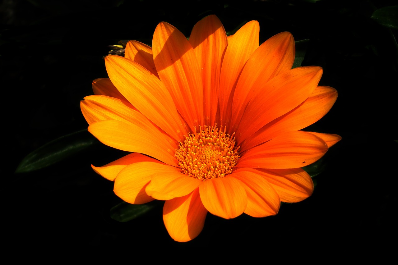 flower  orange  summer free photo