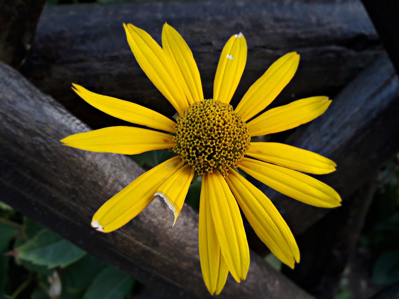 flower  yellow  summer free photo