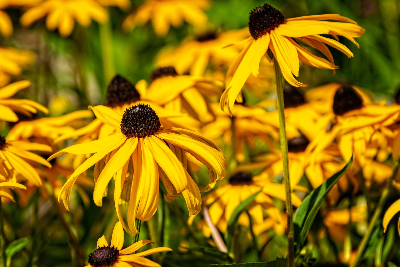 flower  blossom  bloom free photo