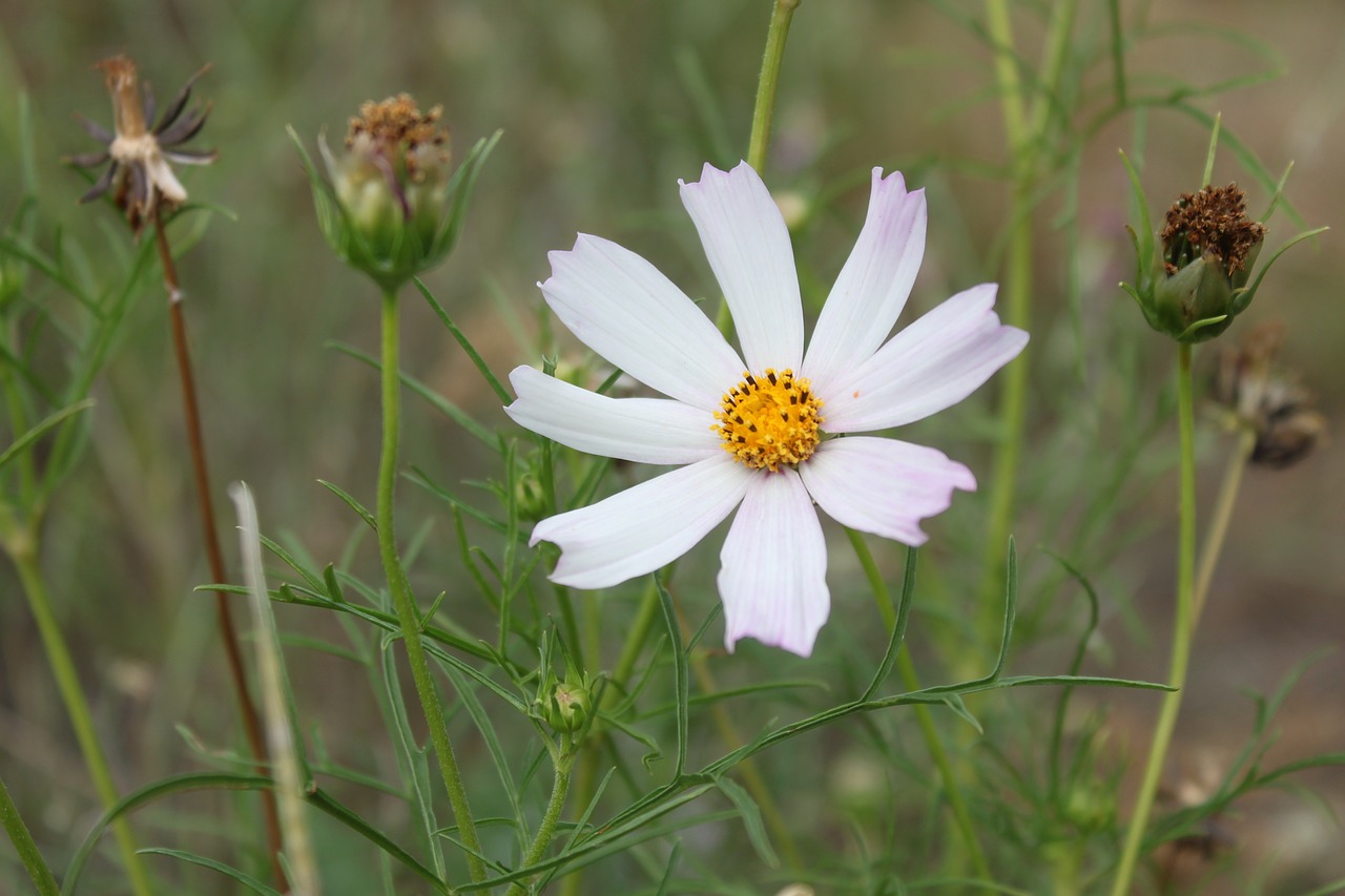 flower  white  flora free photo