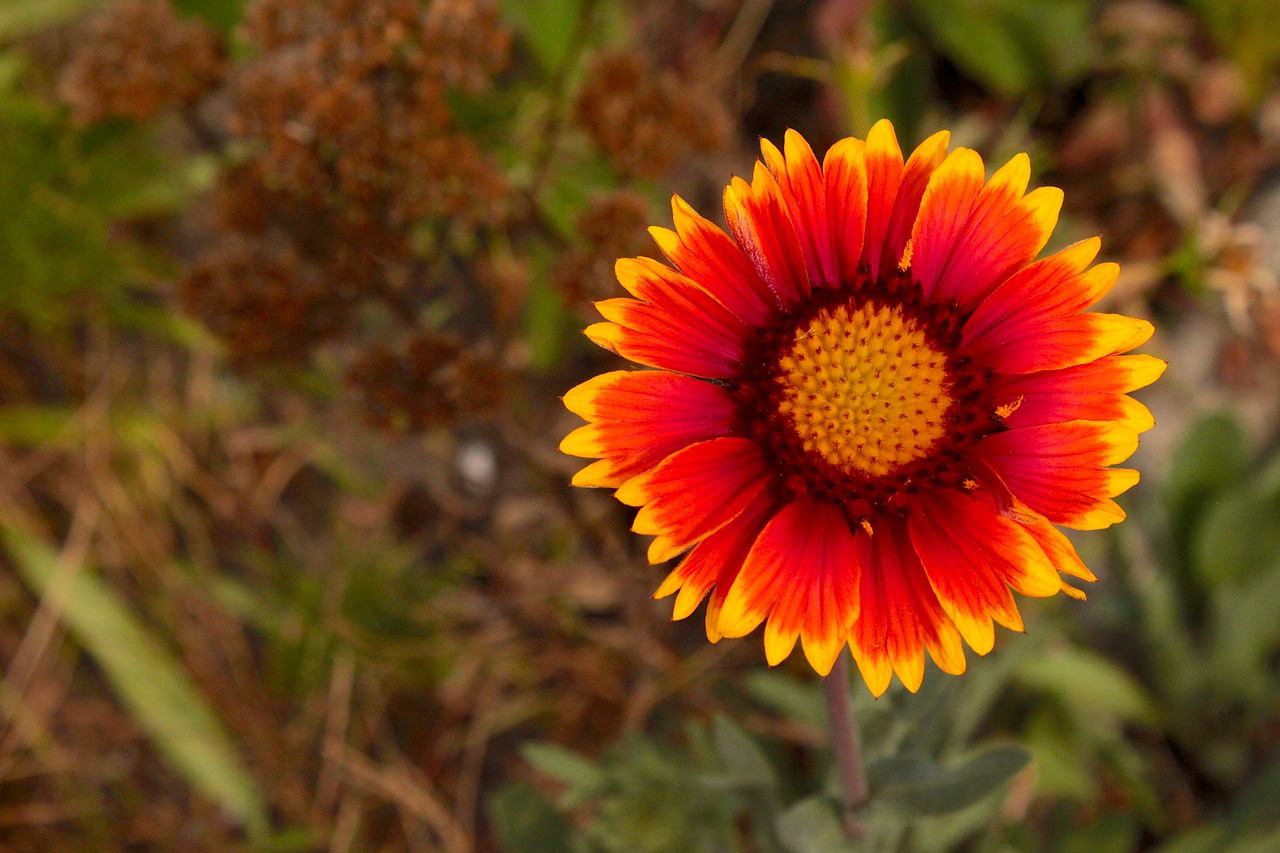 flower  red  summer free photo