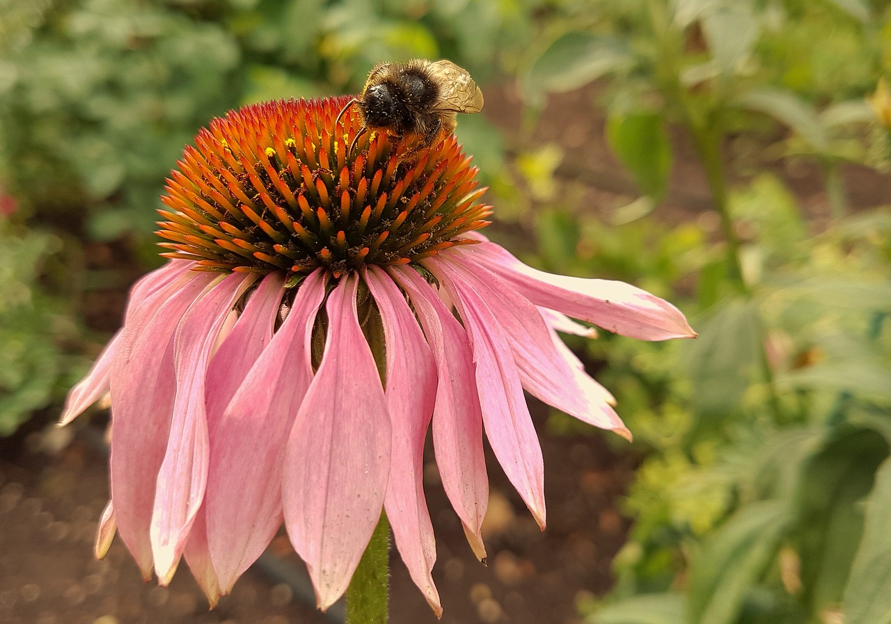 flower  bee  nature free photo