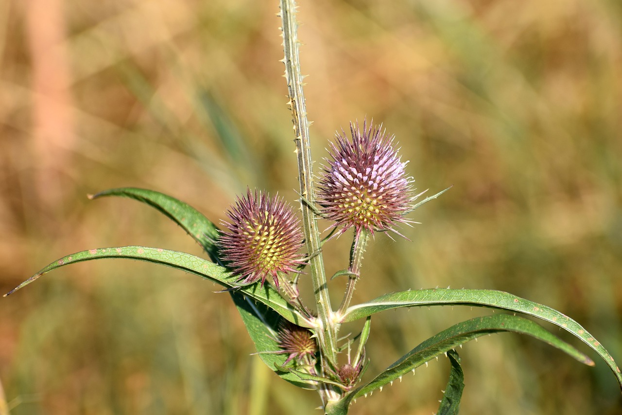 flower  plant  thistle free photo