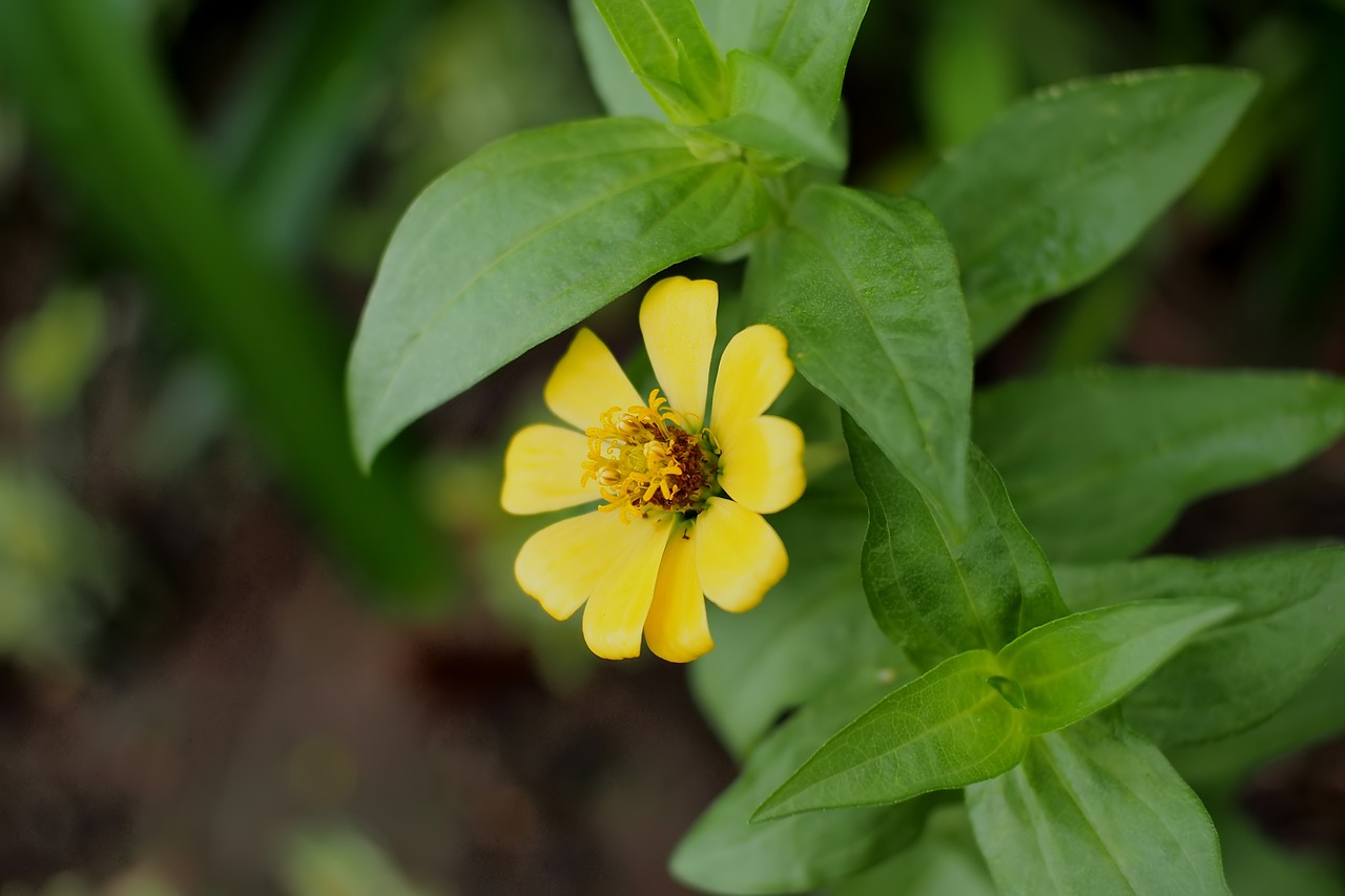 flower  colorful  blooming free photo