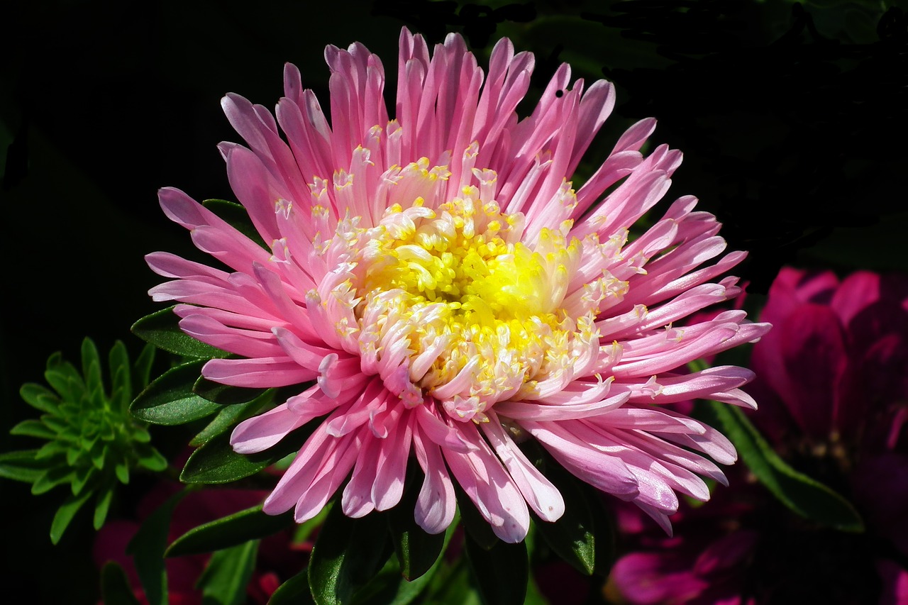 flower  aster  pink free photo