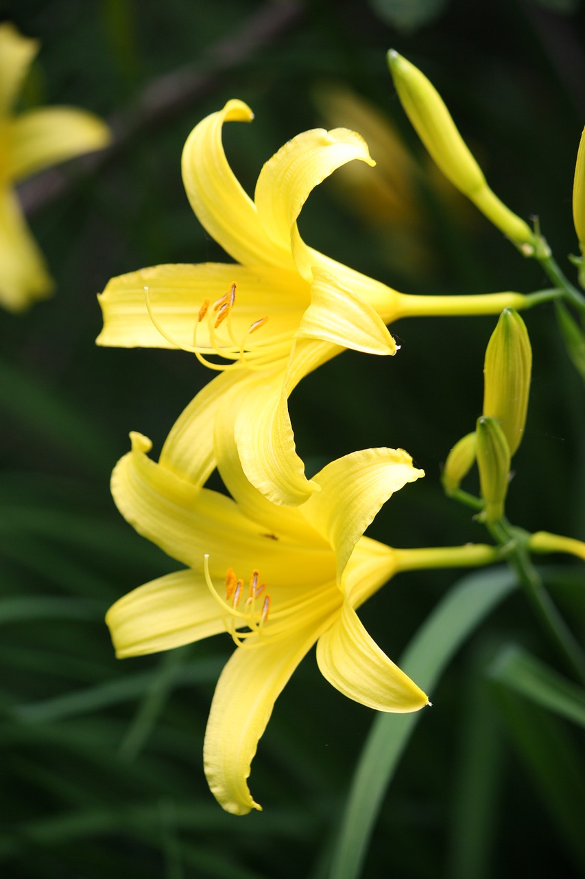 flower  plant  blooming free photo