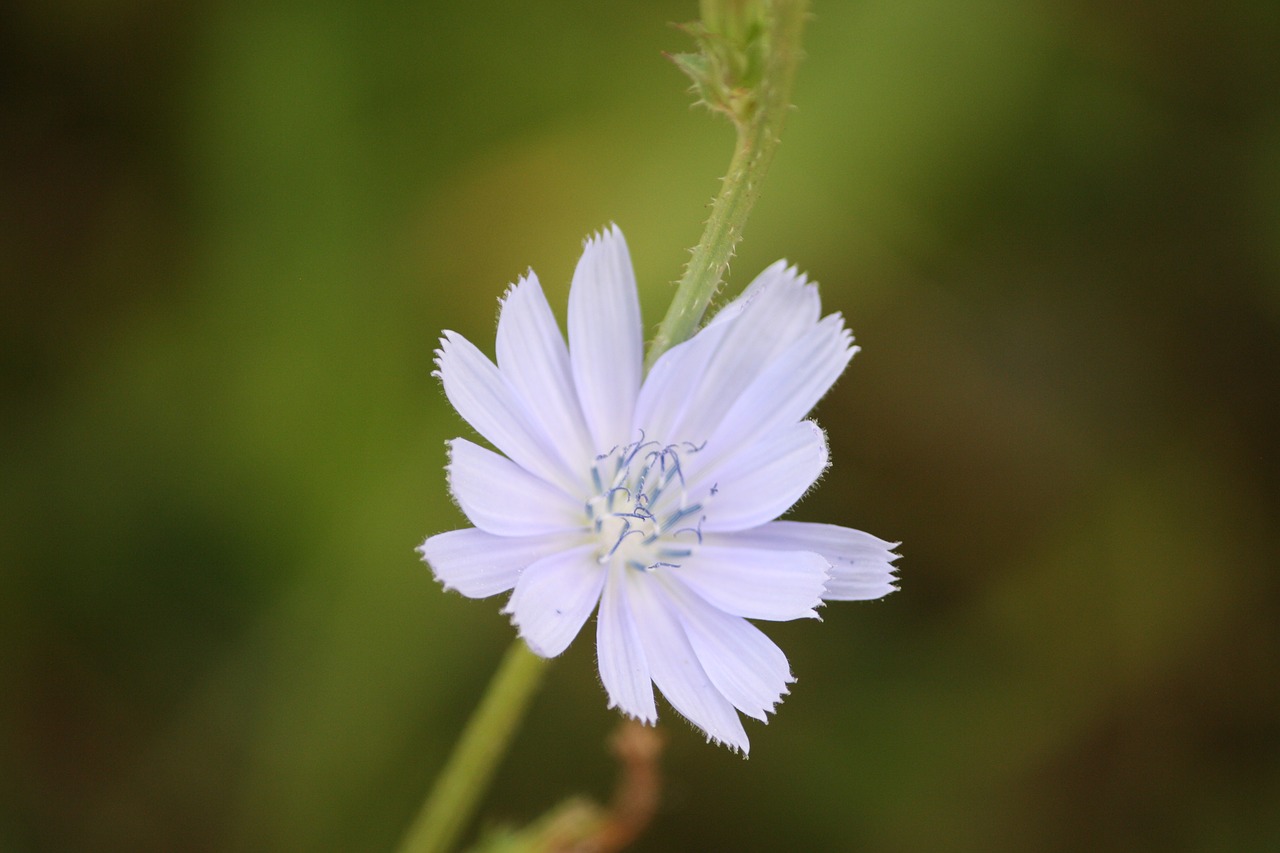 flower  plant  nature free photo