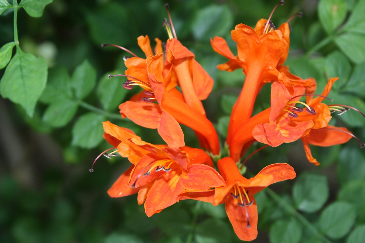 flower  plant  spring free photo