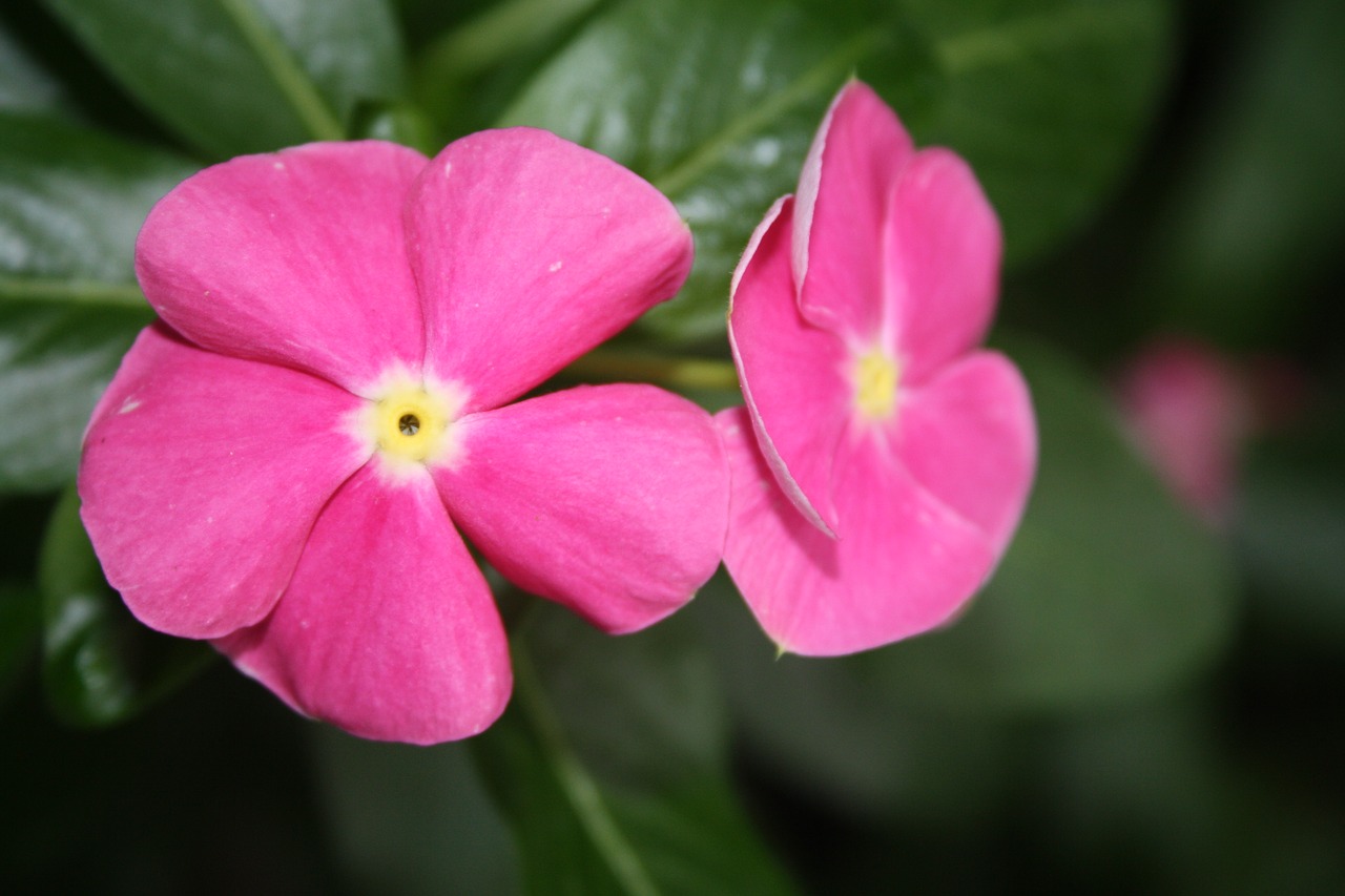 flower  plant  nature free photo