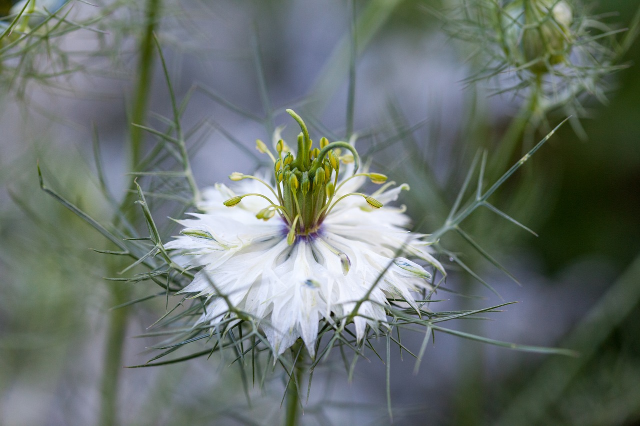 flower  macro  white free photo