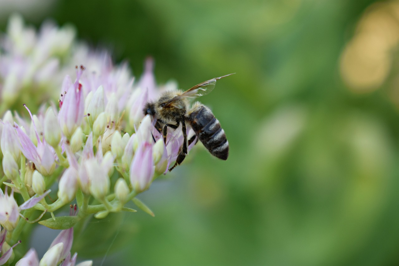 flower  garden  wasp free photo