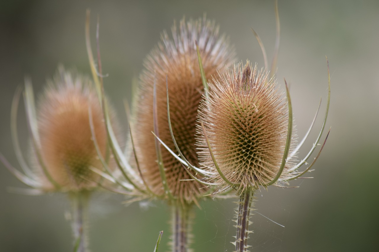 flower  spiky  nature free photo