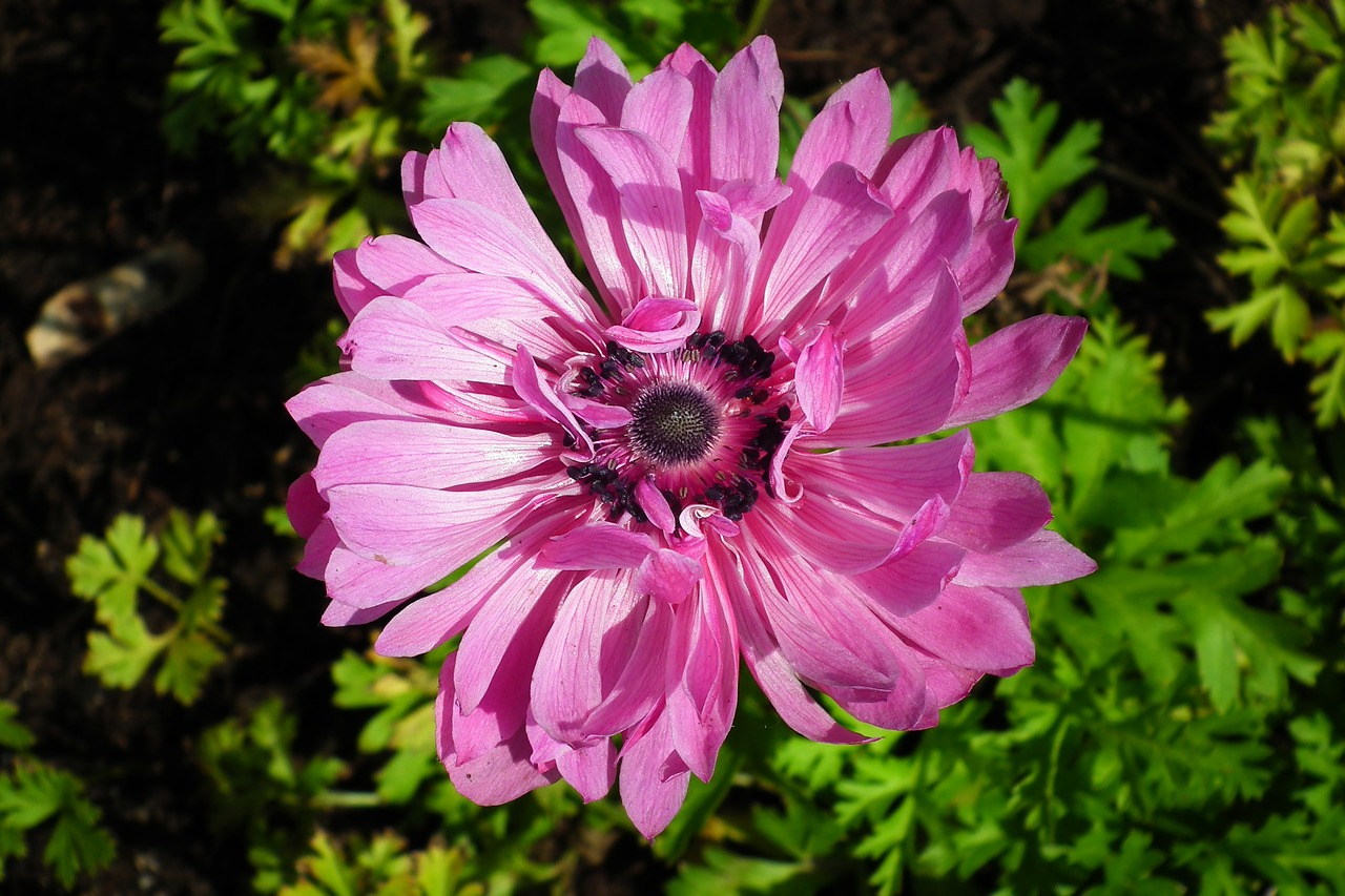 flower  pink  the petals free photo