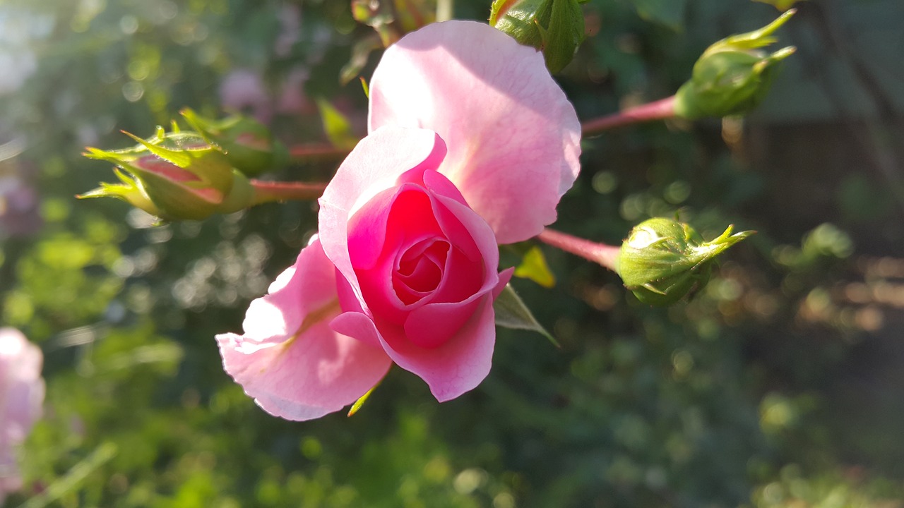 flower  nature  rose free photo