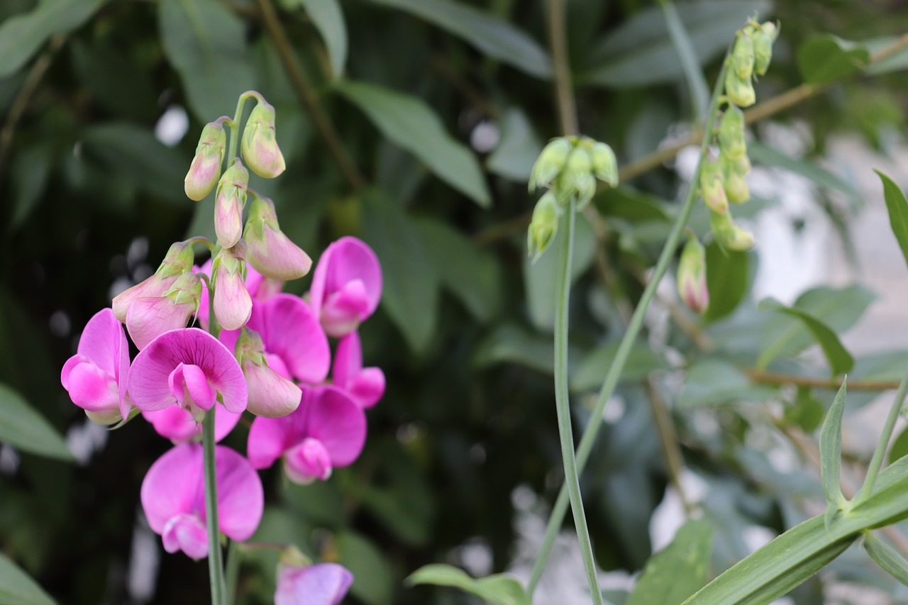 flower  nature  pink free photo