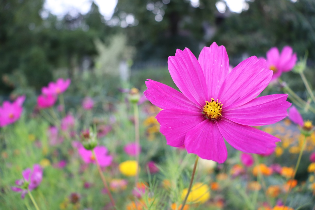 flower  nature  pink free photo