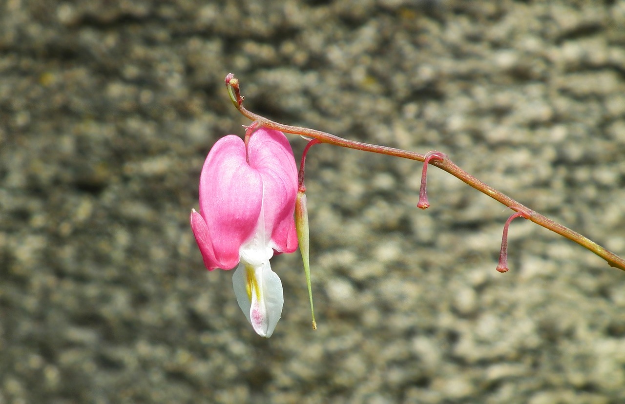 flower  heart  pink free photo