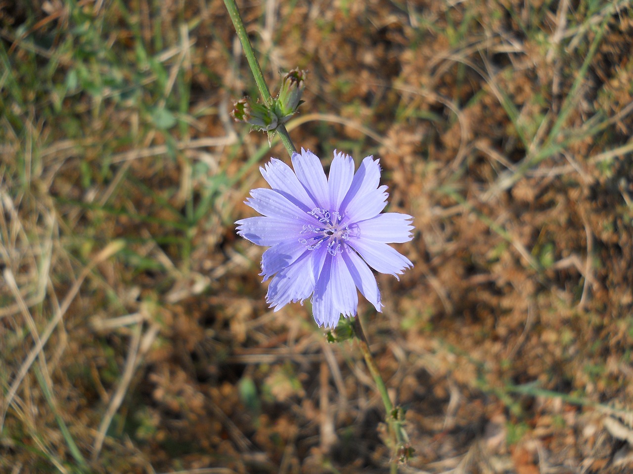 flower garden flowers free photo