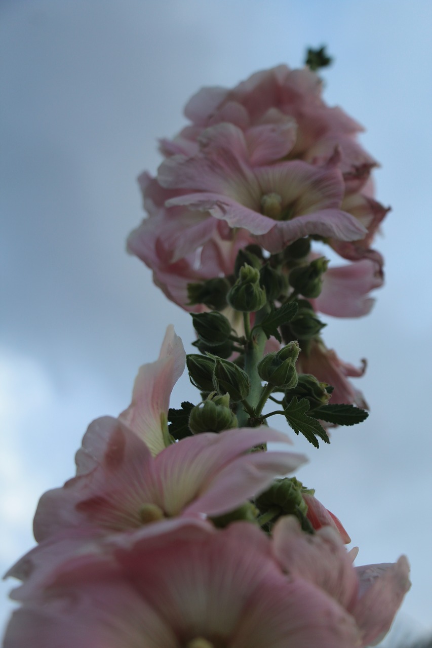 flower  pink  nature free photo