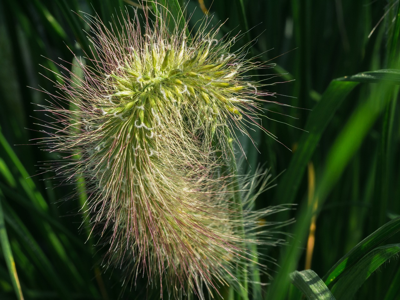 flower  plant  bush free photo