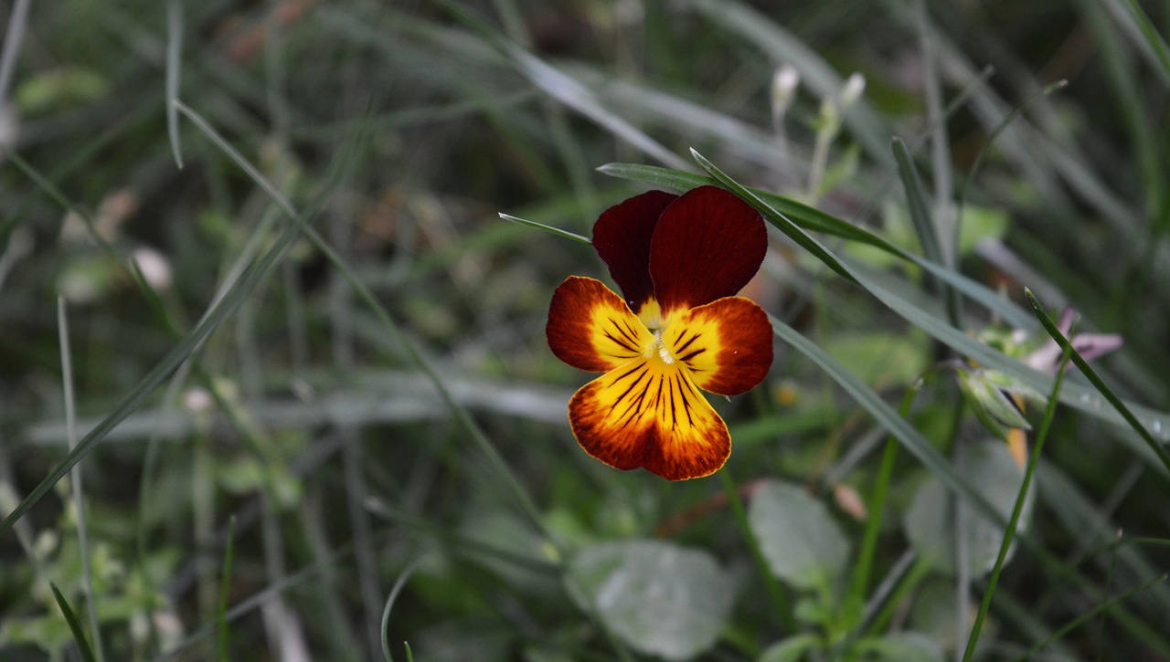 flower  grass  nature free photo